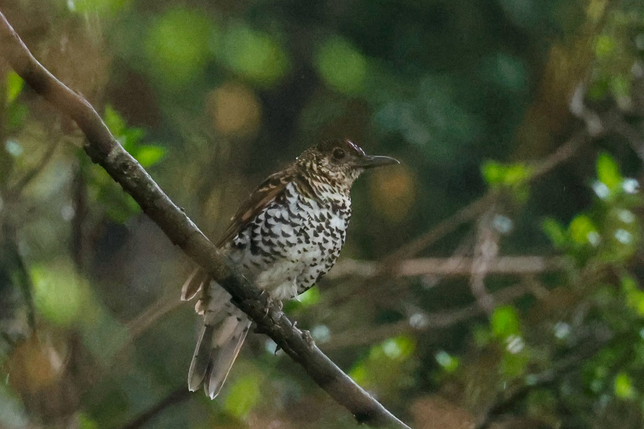 Nilgiri Thrush (Zoothera neilgherriensis), photo 6