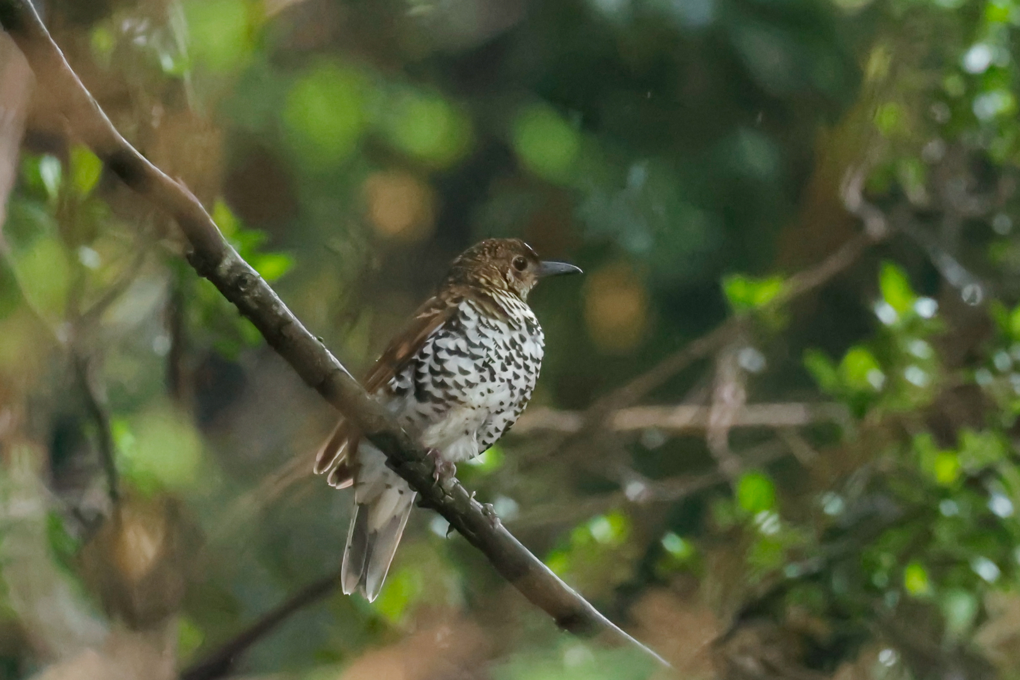 Nilgiri Thrush (Zoothera neilgherriensis), photo 5