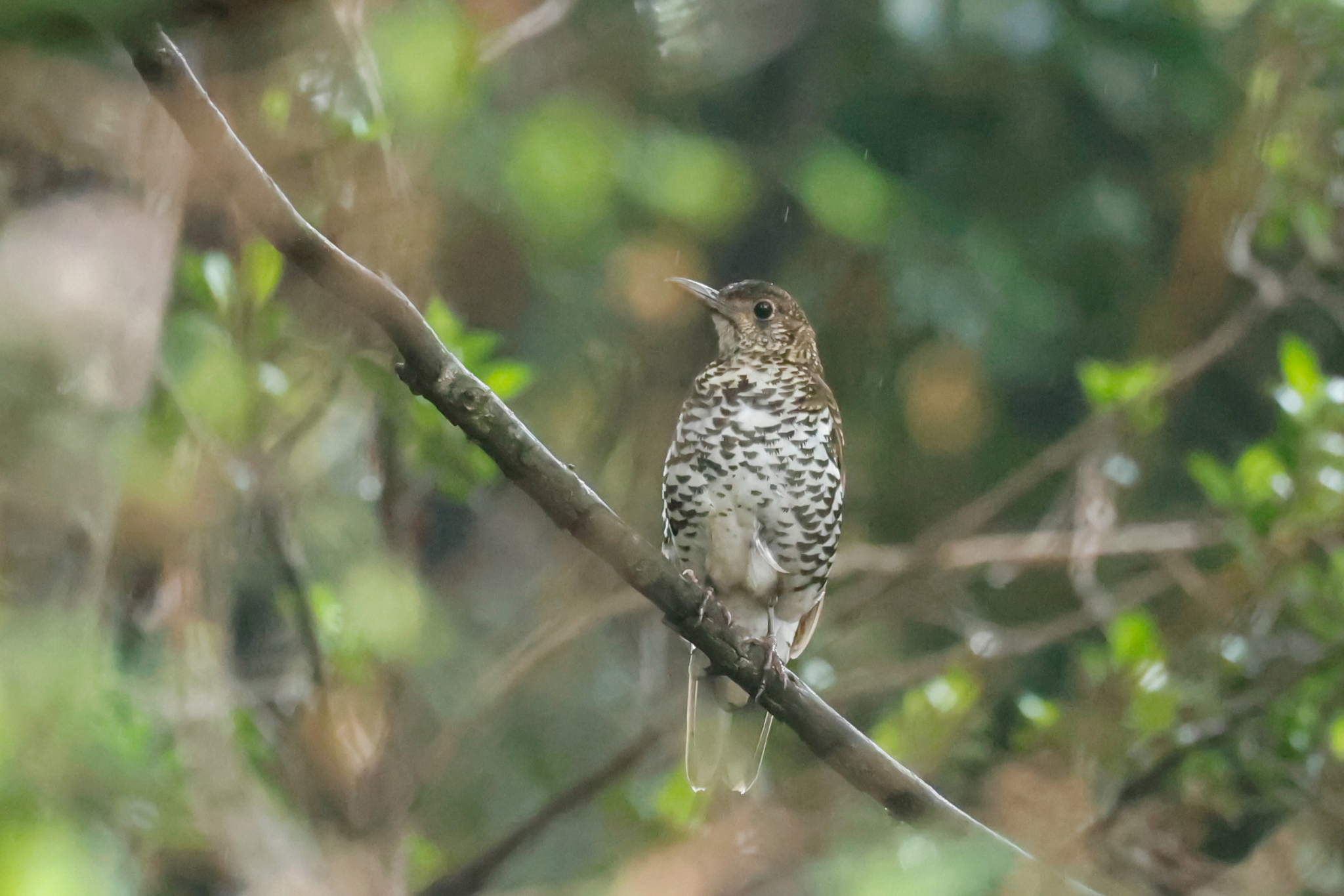 Nilgiri Thrush (Zoothera neilgherriensis), photo 3
