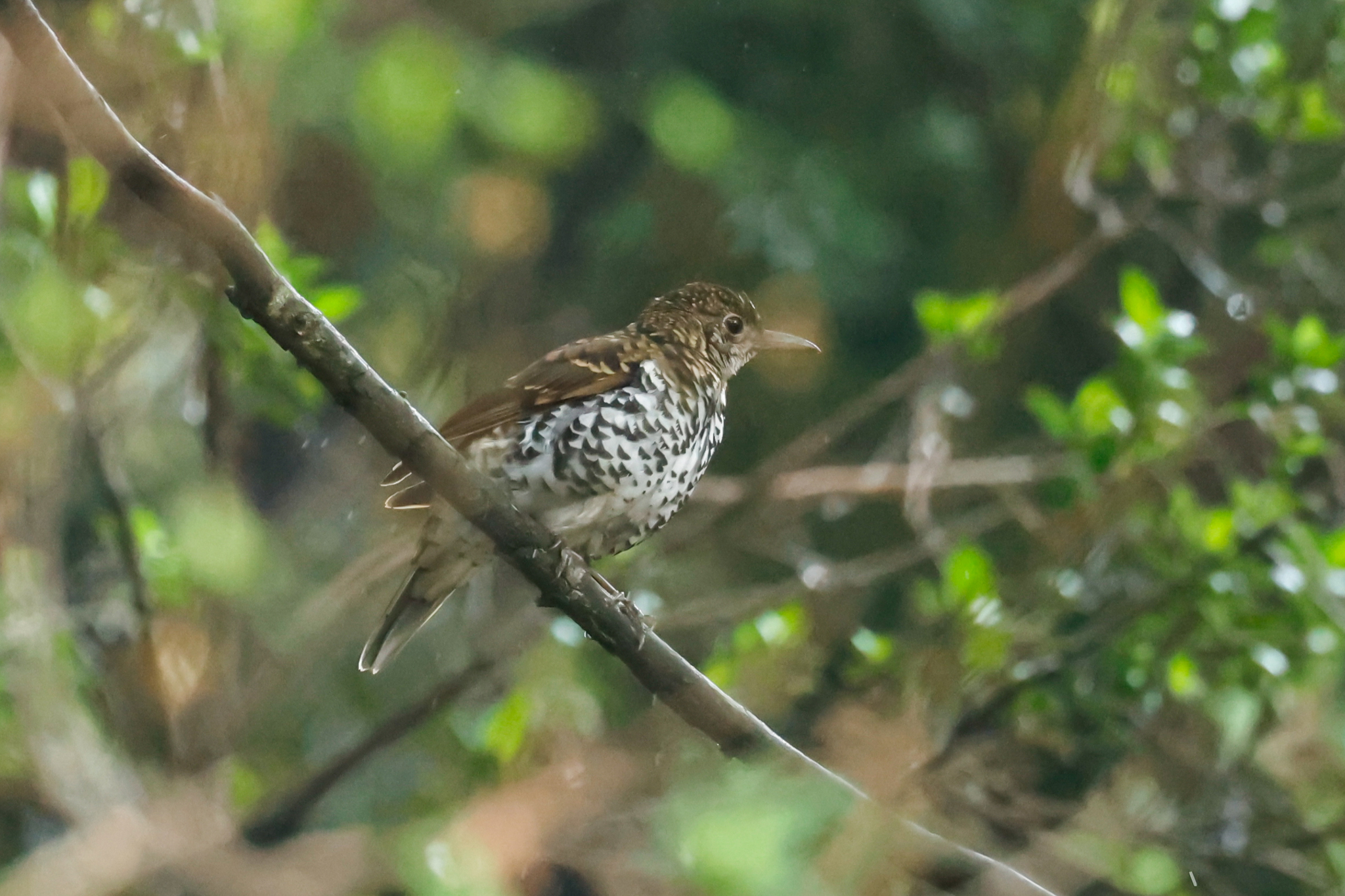 Nilgiri Thrush (Zoothera neilgherriensis), photo 4
