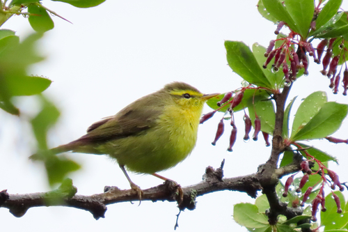 Tickell's Leaf Warbler (Phylloscopus affinis), photo 10