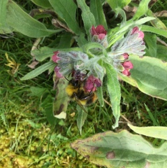 Bombus pratorum