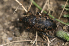 Leucophyes pedestris