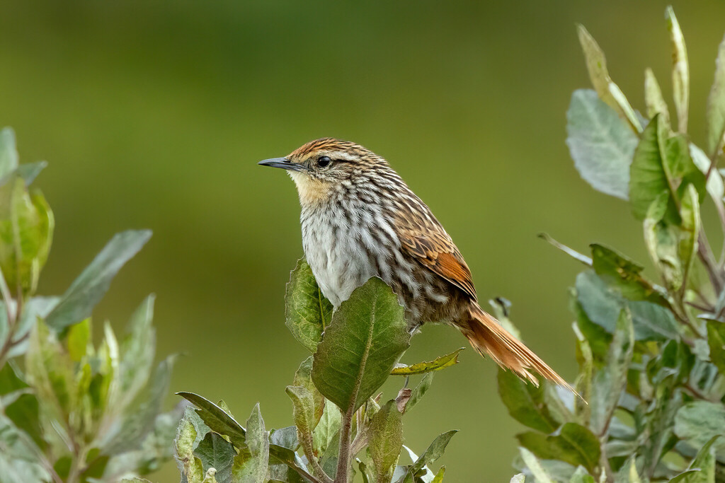 Many-striped Canastero