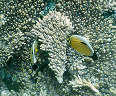 Chaetodon austriacus