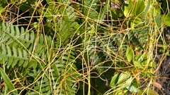 Cuscuta pentagona