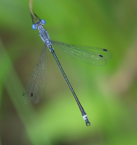 Sweetflag Spreadwing photo 5