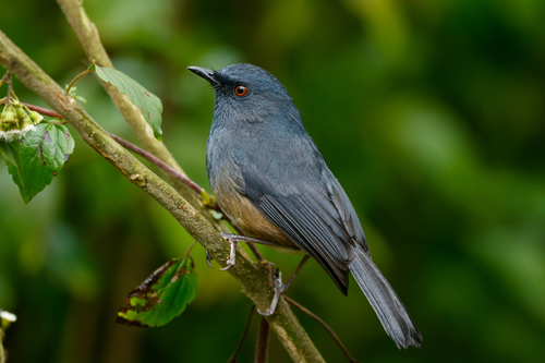 Nilgiri Blue Robin (Sholicola major), photo 5
