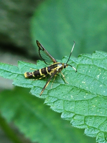Ironweed Clearwing Moth photo 4