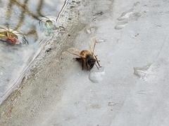 Apis mellifera