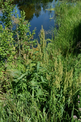 Scottish dock (Rumex aquaticus)