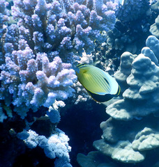 Chaetodon austriacus
