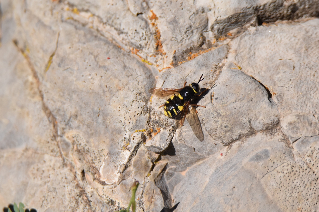 Stratiomys concinna