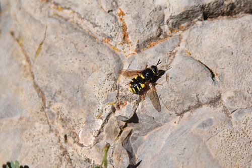 Stratiomys concinna