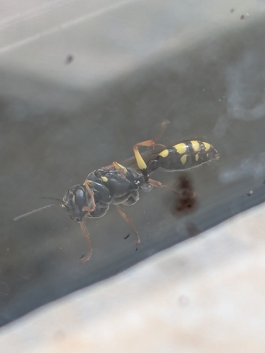 Field digger wasp photo 4