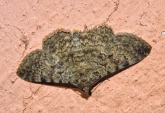 Polydesma boarmoides