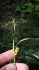 Carex flaccosperma