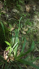 Carex flaccosperma