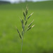 Common Soft Brome - Photo (c) Wolfgang Jauch, some rights reserved (CC BY), uploaded by Wolfgang Jauch