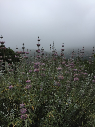 iNaturalist observation photo of purple sage