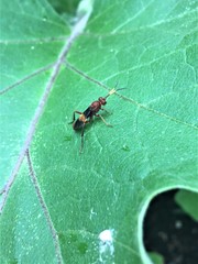 Trogomorpha arrogans