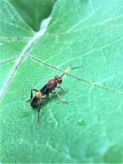 Trogomorpha arrogans