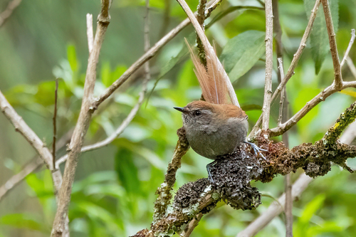 White-chinned Thistletail