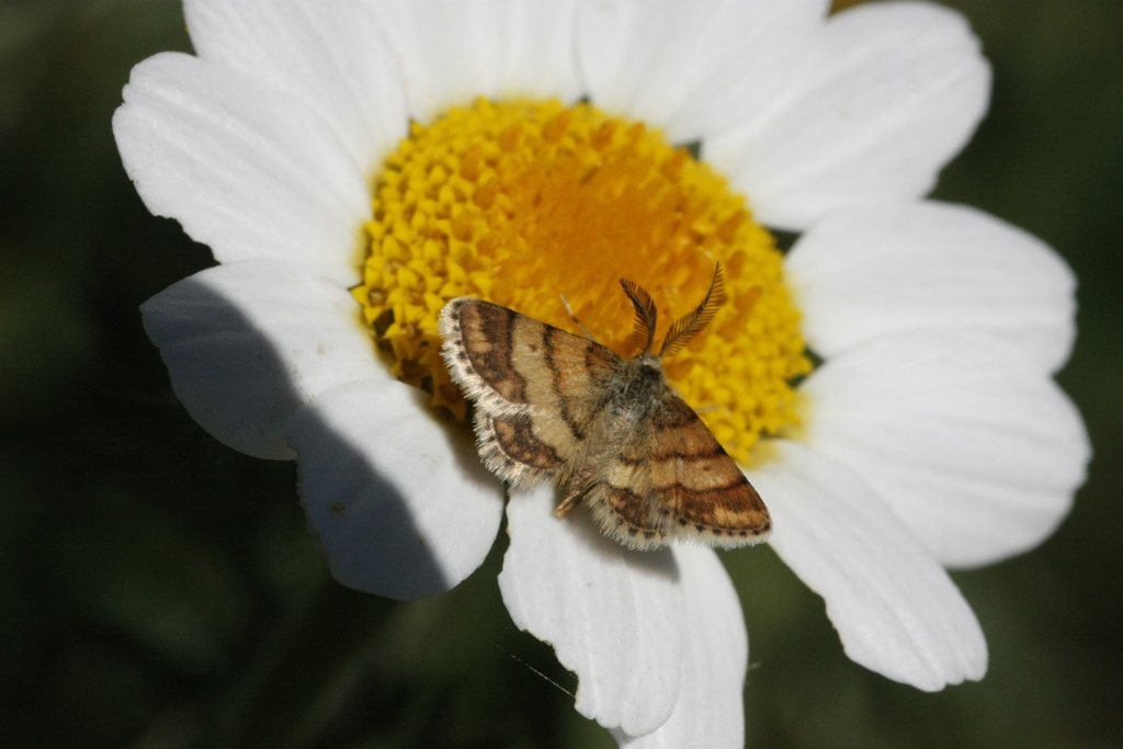 Cleta ramosaria