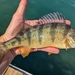 Yellow Perch - Photo (c) qfc79, some rights reserved (CC BY), uploaded by qfc79