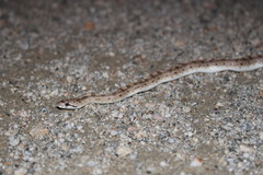 Arizona elegans candida