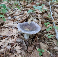 Russula ornaticeps