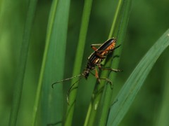 Stenocorus meridianus