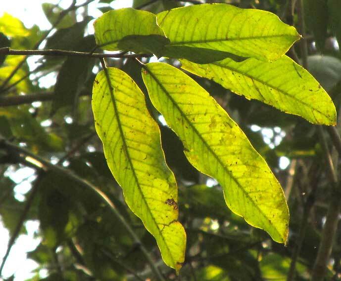 Sansapote (Moquilea platypus)