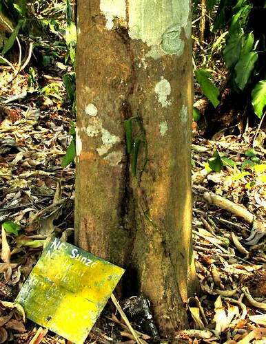 Moquilea platypus, photograph 5