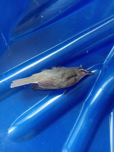 Red-eyed Vireo