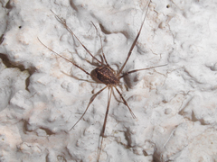 Opilio saxatilis
