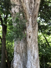 Juniperus virginiana