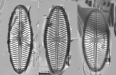 Navicula reinhardtii