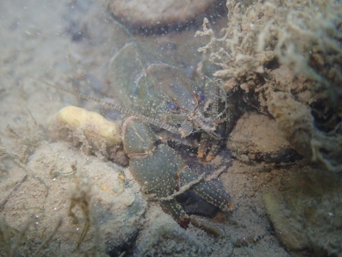 Eastern Crayfish, photo 6 of 8
