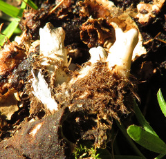 Peltigera neckeri