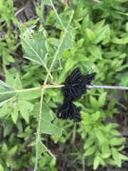 Hemileuca maia maia