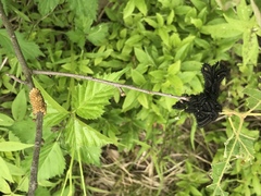 Hemileuca maia maia