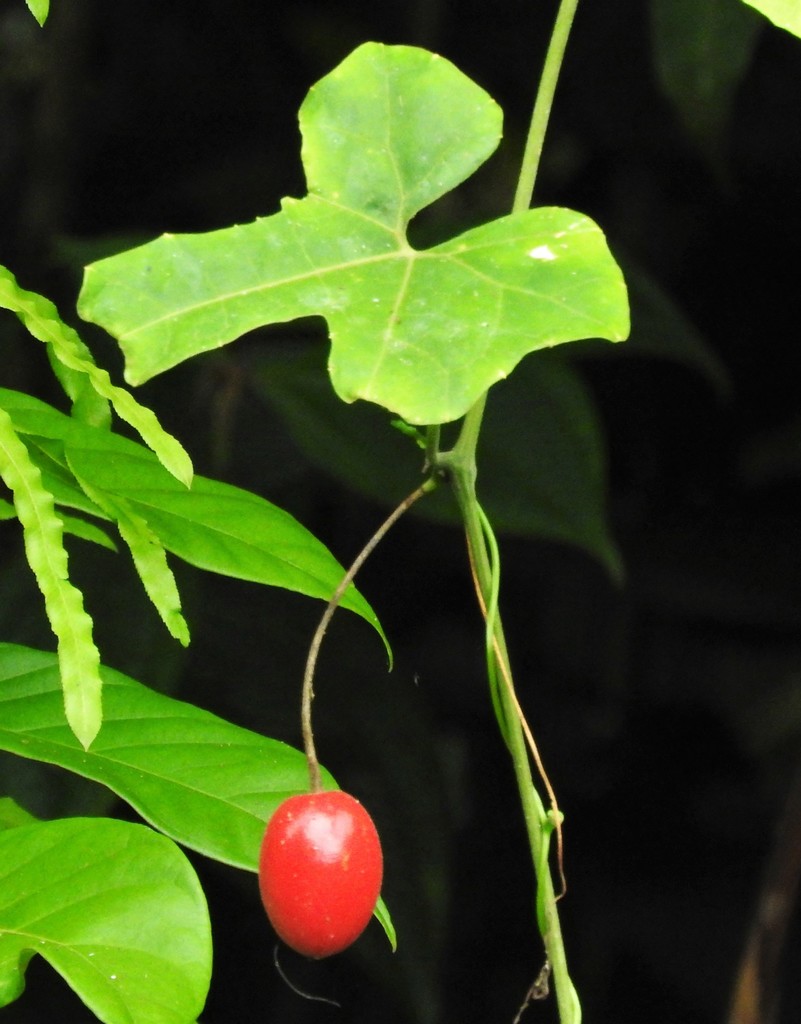 Cayaponia tubulosa