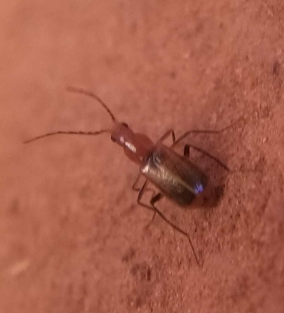 Tanaops testaceus