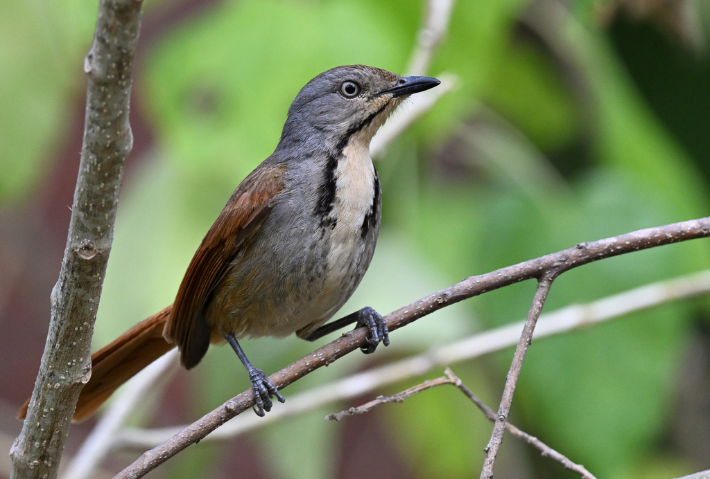 Collared Palm-Thrush
