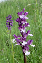 Anacamptis