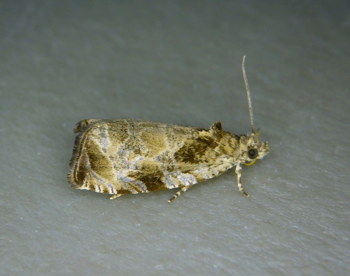 Olethreutes mediopartitum