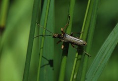Stenocorus meridianus