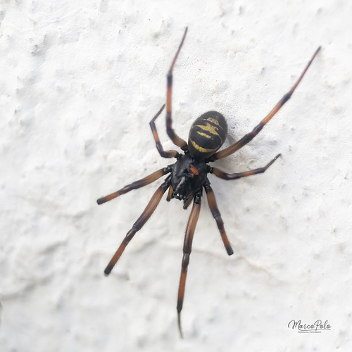 Steatoda autumnalis