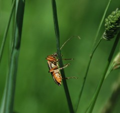 Stenocorus meridianus